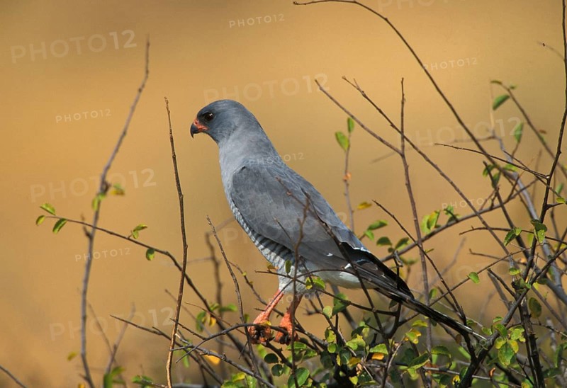 Gabar goshawk
