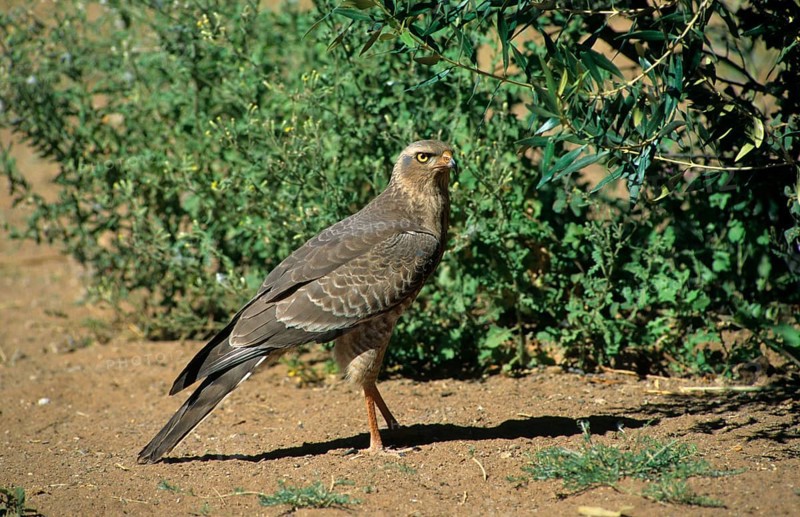 Pale speaking goshawk