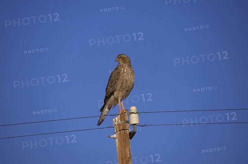 Pale speaking goshawk