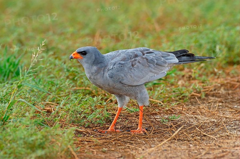 Pale speaking goshawk
