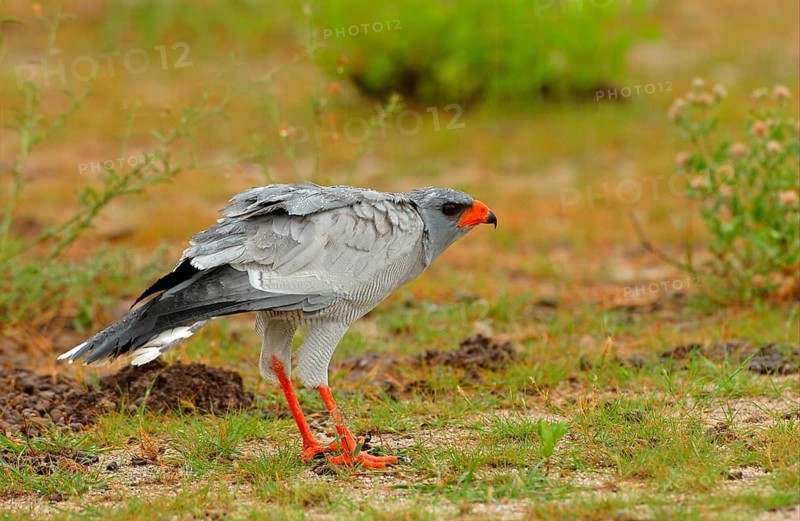 Pale speaking goshawk