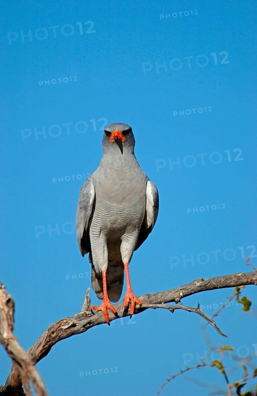 Pale speaking goshawk