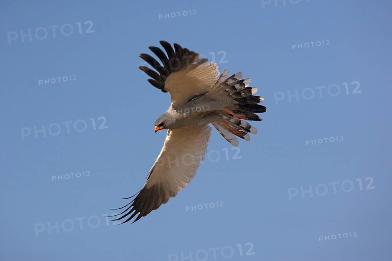 Pale speaking goshawk