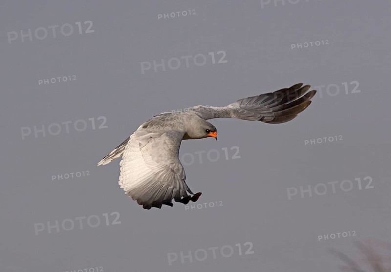 Pale speaking goshawk