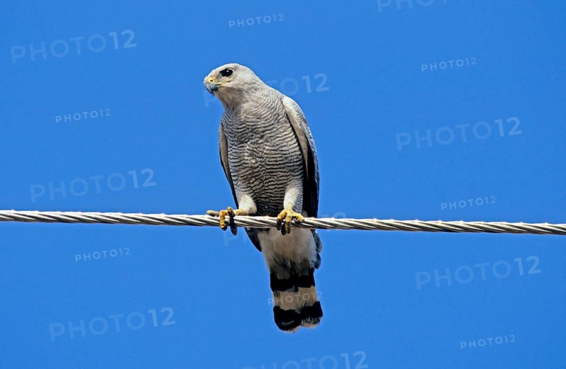 Two-banded Hawk