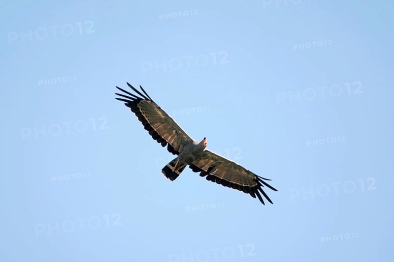 Harrier-hawk
