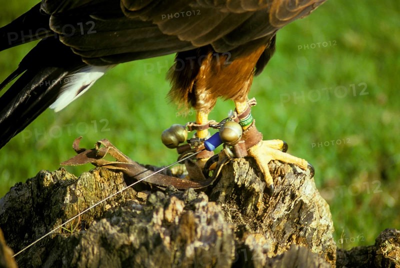 Harris's Hawk