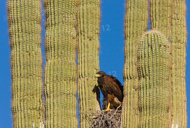 Harris Hawk