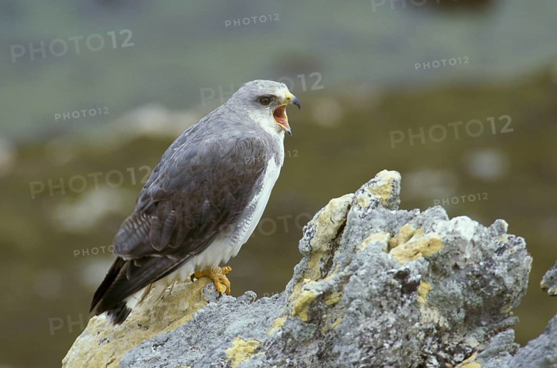 Variable hawk