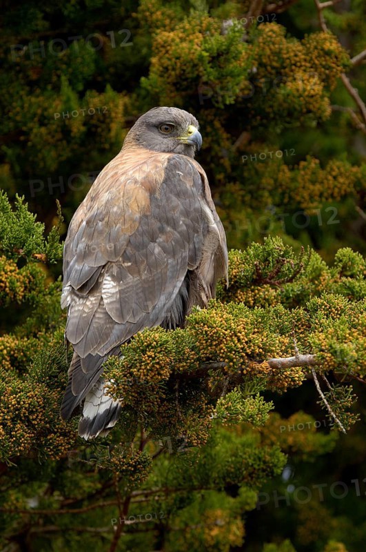 Variable hawk