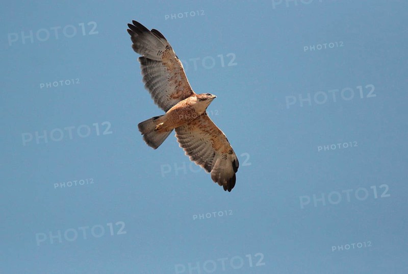 Red-backed Hawk