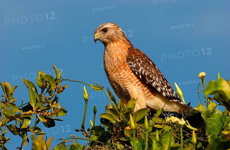 Red-shouldered Hawk