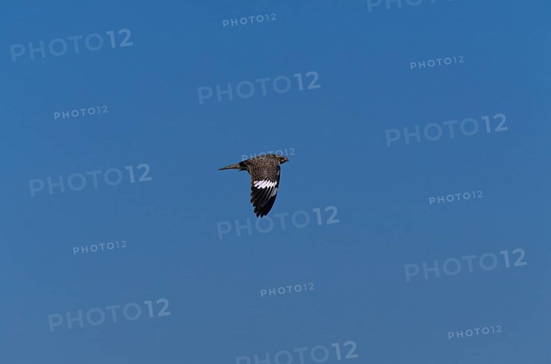 White-bellied Nightjar