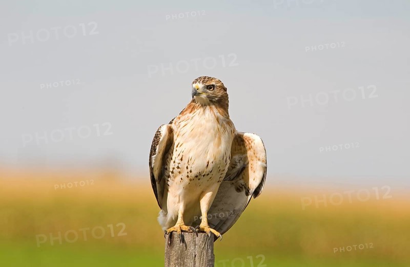 Red-tailed Hawk