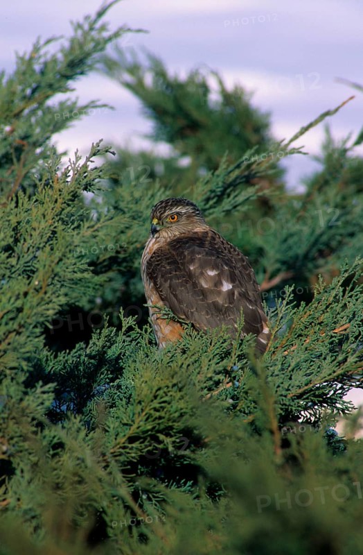 Sharp-shinned hawk