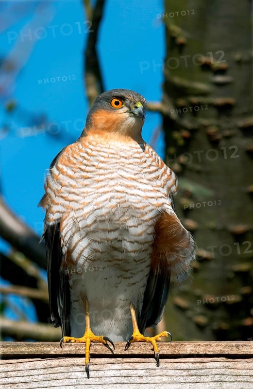 Eurasian eurasian sparrowhawk