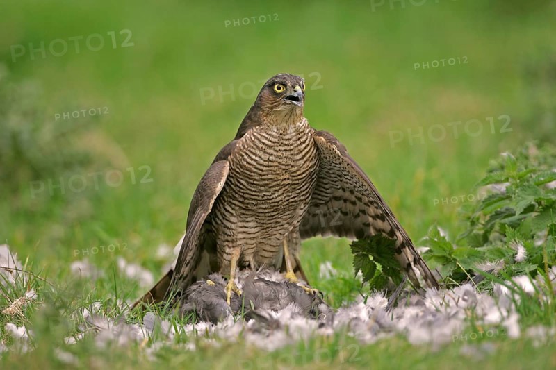 Eurasian sparrowhawk