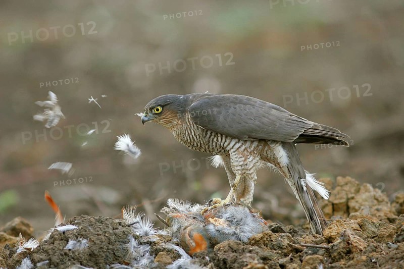 Eurasian sparrowhawk