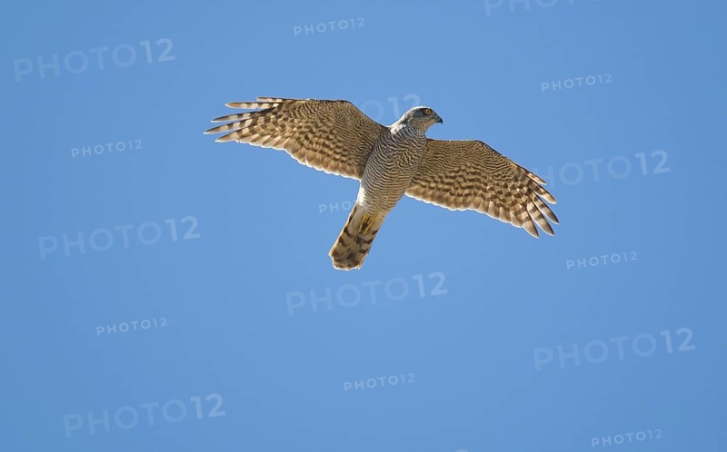 Eurasian sparrowhawk