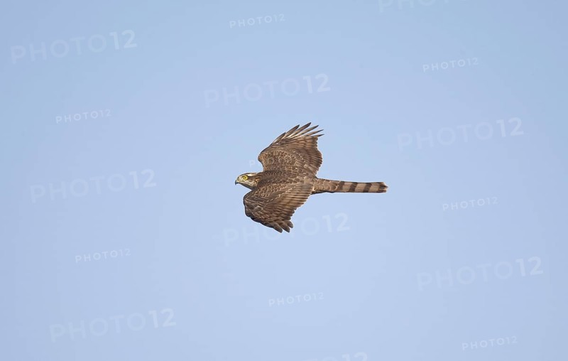 Eurasian sparrowhawk