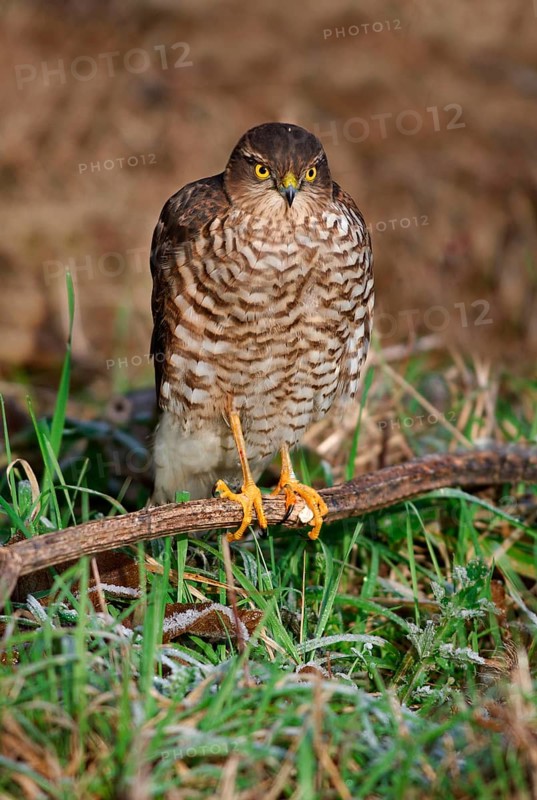 Eurasian Sparrowhawk