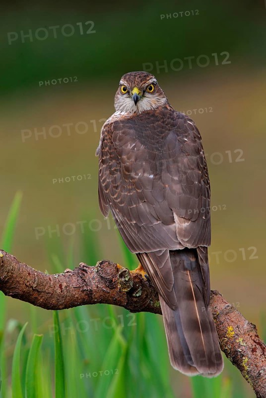 Eurasian eurasian sparrowhawk