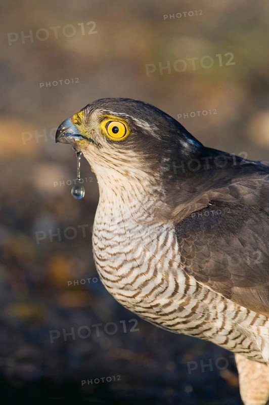 Eurasian Sparrowhawk
