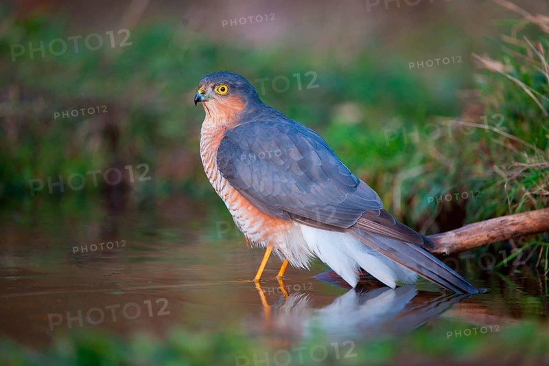 Eurasian sparrowhawk