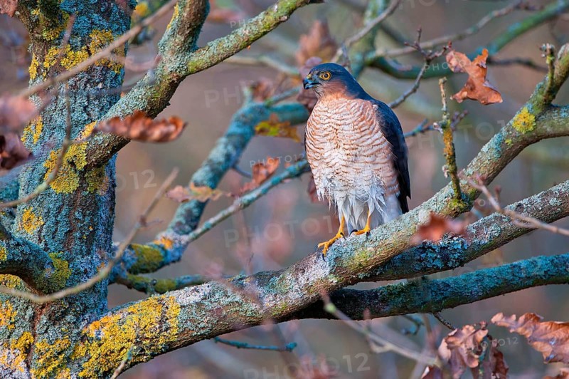 Eurasian eurasian sparrowhawk