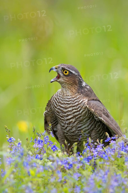 Eurasian sparrowhawk