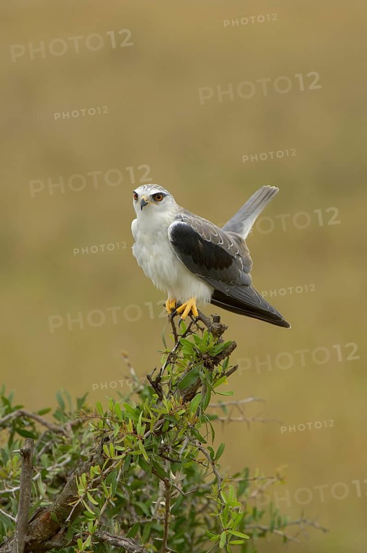 Adult black-winged kite