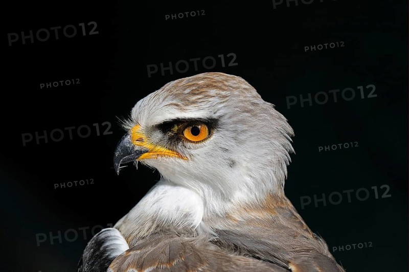Black-winged kite