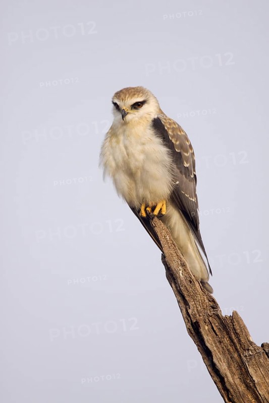 Black-winged kite