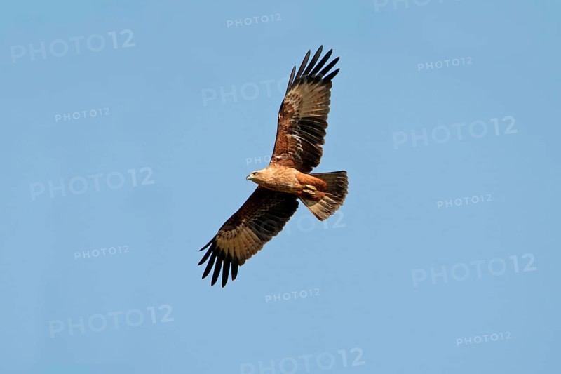 Brahminy kite