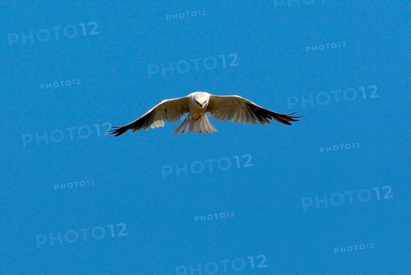 Australian Black-shouldered Kite