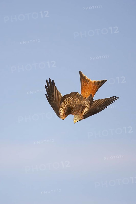 Red Kite