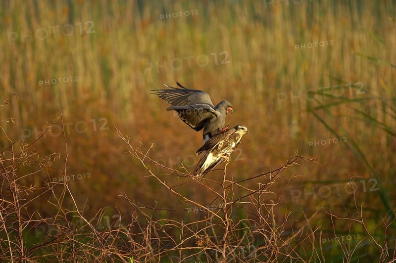 Snail Kite