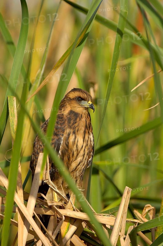 Snail Kite