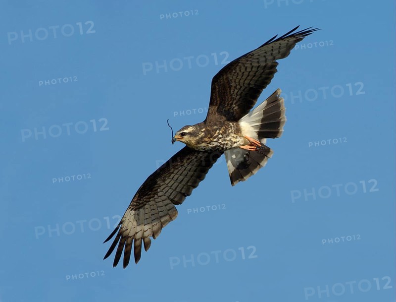 Snail Kite