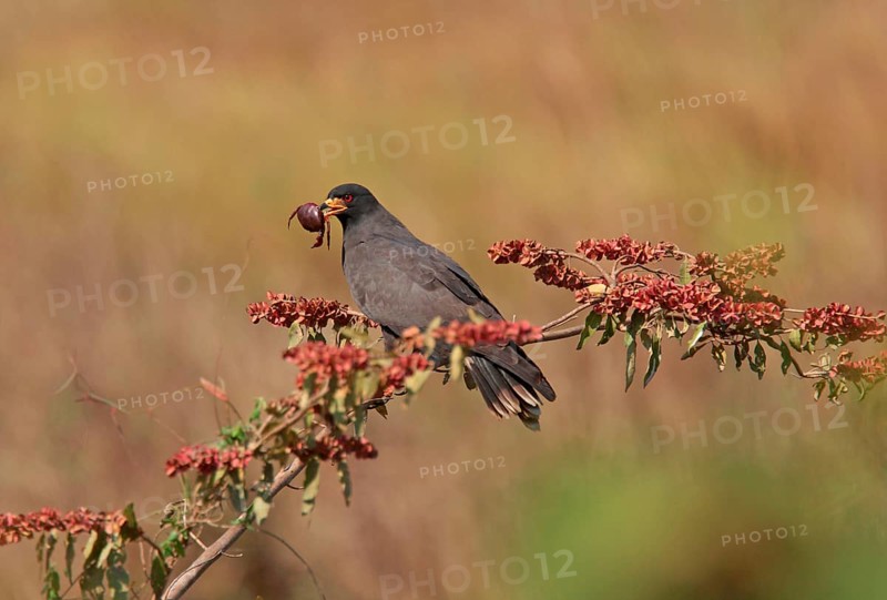 Snail Kite
