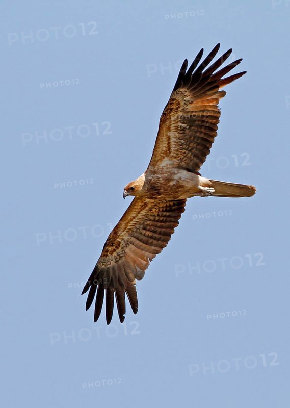 Wedge-tailed Harrier