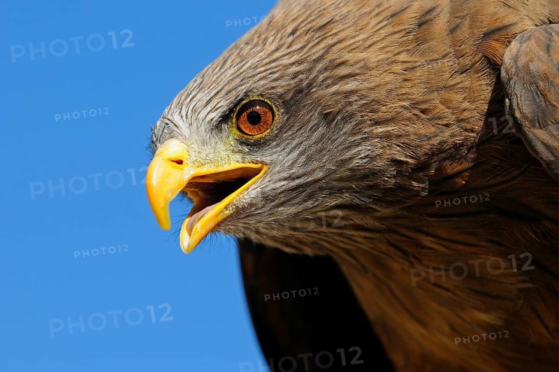African yellow-billed kite