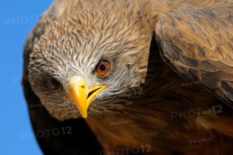 African yellow-billed kite