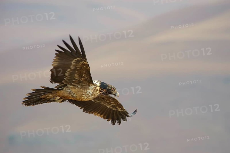 Bearded vulture