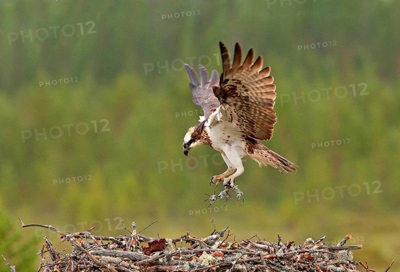 Western osprey