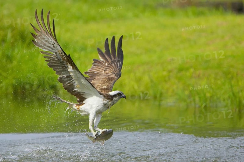 Western osprey