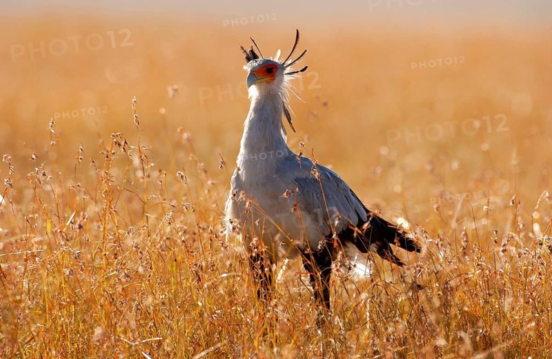 Secretary bird