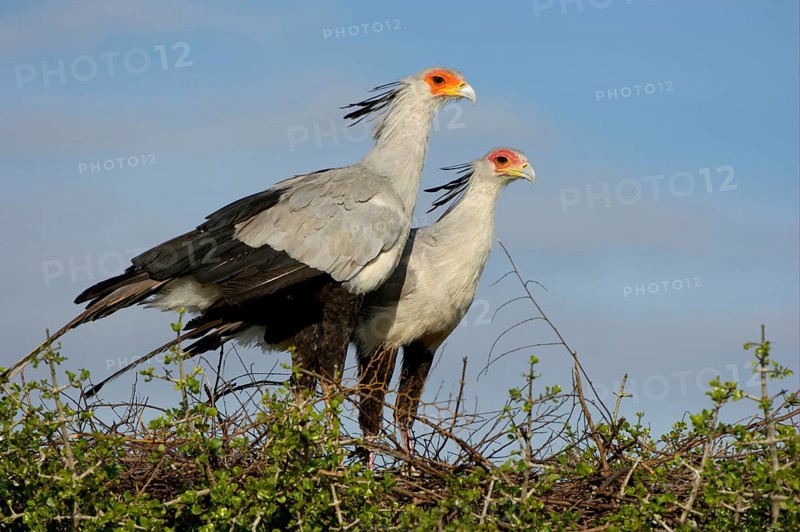 Secretary bird