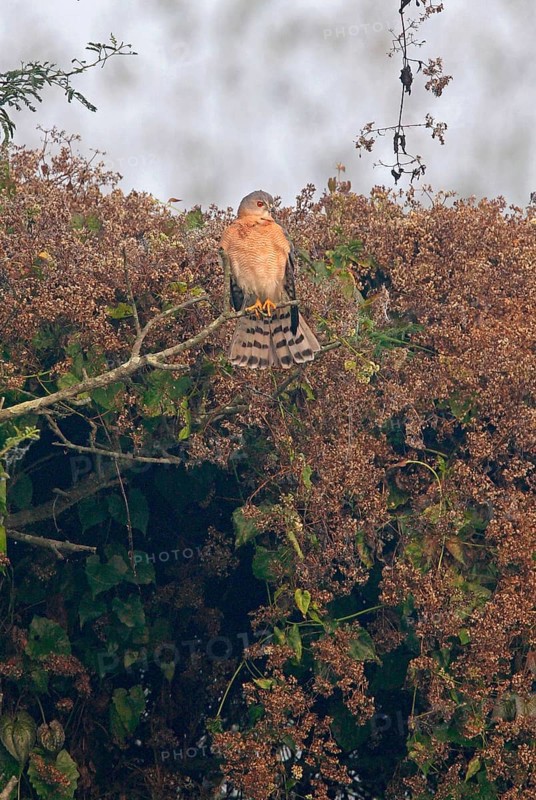 Shikra