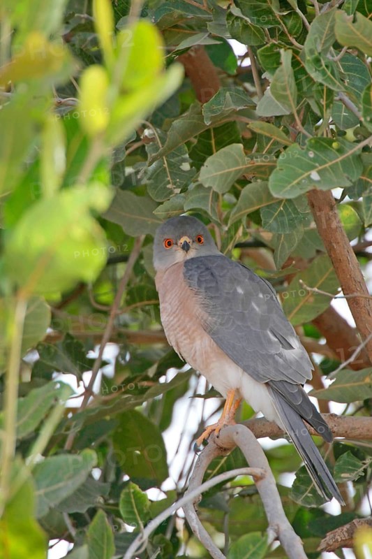 Shikra
